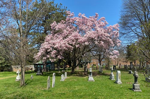 Can I Bury an Urn, and How Many Urns Can Be Buried in a Plot?